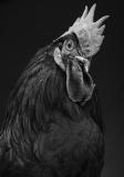 Minorca rooster